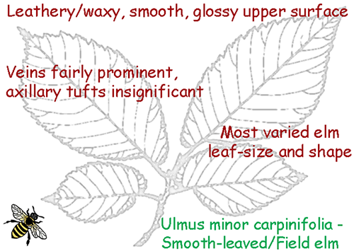 Smooth-leaved or  Field Elm