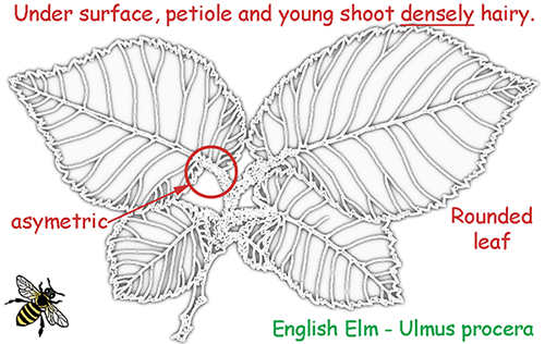 Ulmus procera - English Elm