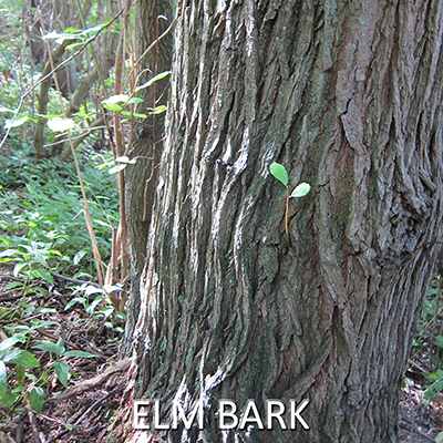 tree bark - elm