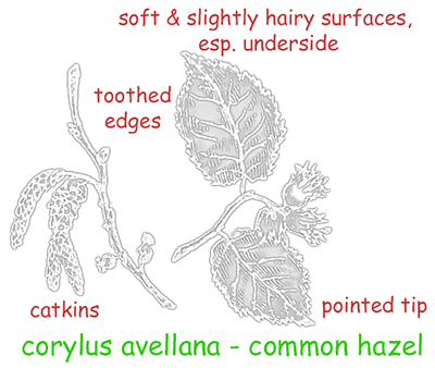 Corylus avellana - common hazel