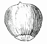 hazelnut - the nut illustration