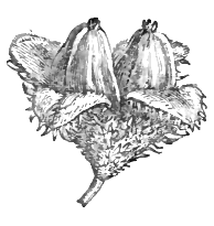 beech mast seed drawing