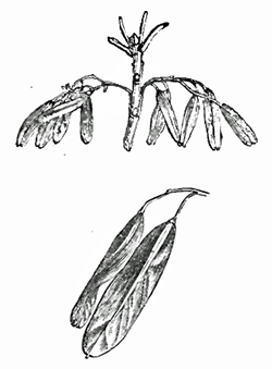 ash keys