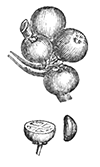 holly berry seed extraction