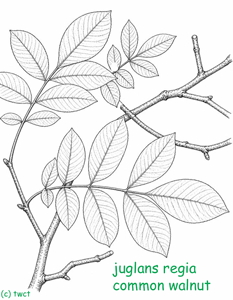 juglans regia - toll wood charitable trust