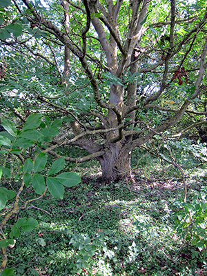 juglans regia - common walnut