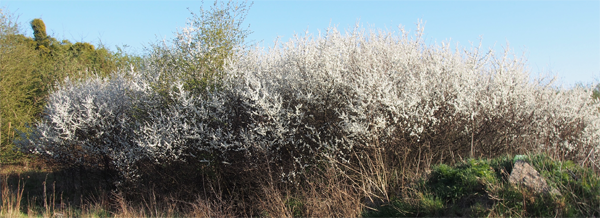 Sloe or Blackthorn, prunus spinosa