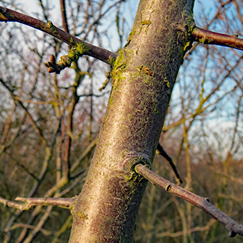 Prunus spinosa - blaththorn or sloe