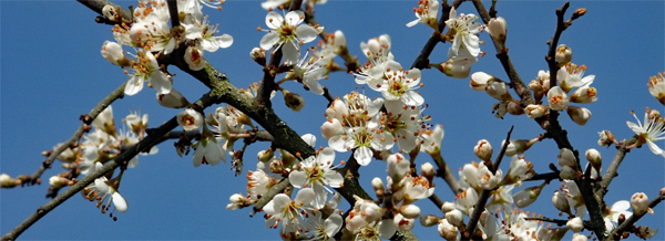 Prunus spinosa  - blackthorn or sloe