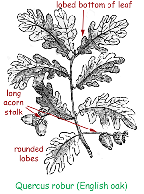 Quercus robur - English oak leaf