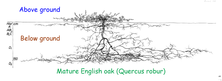 English oak root system drawing